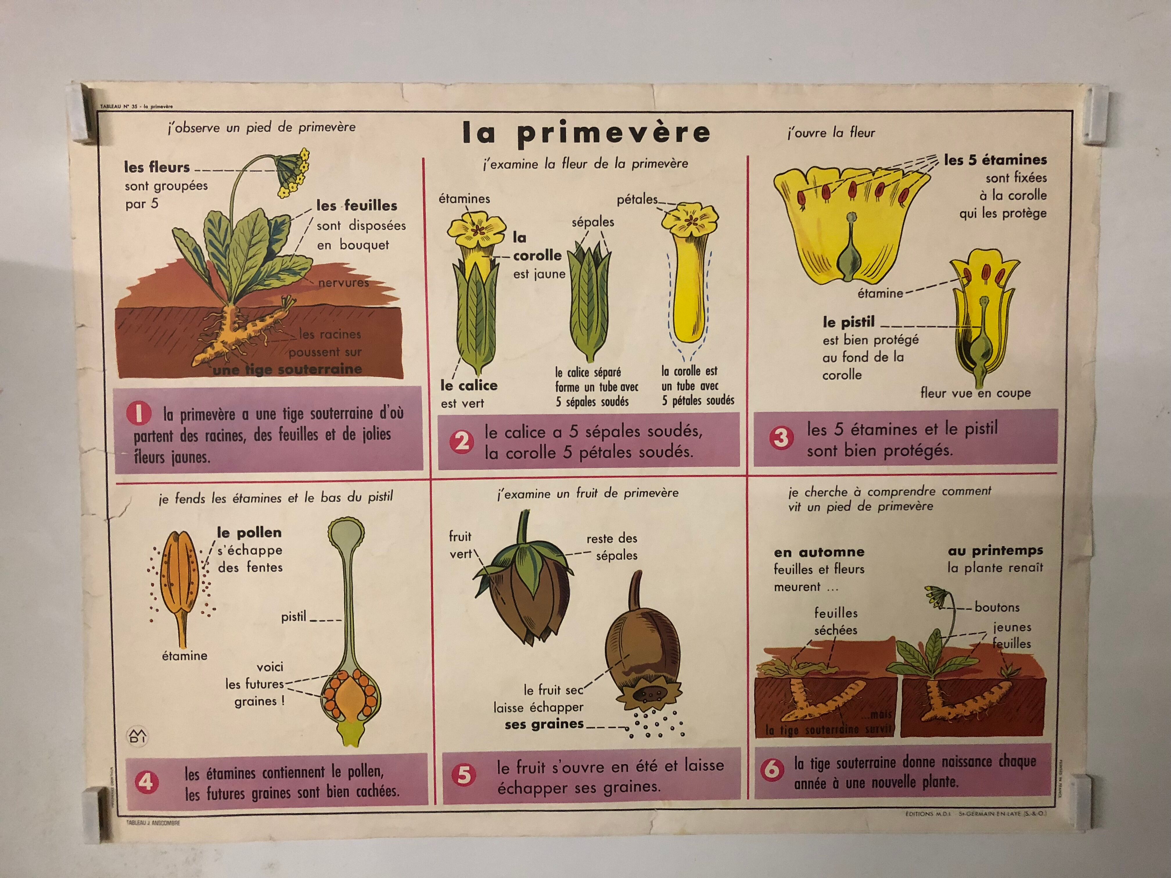 School vintage poster the primrose and the bird and its nest
