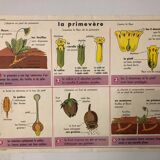 School vintage poster the primrose and the bird and its nest