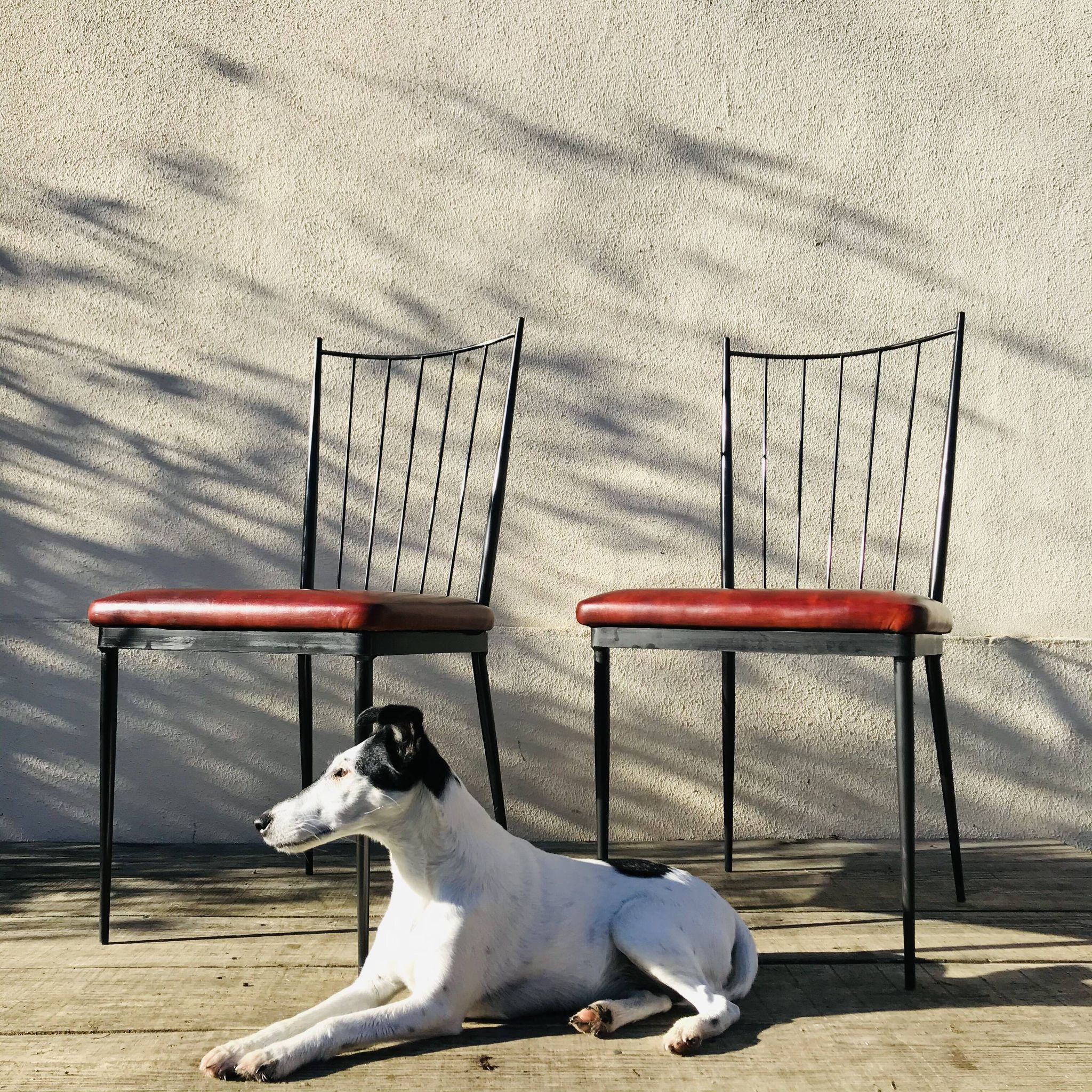Paire de chaises vintage 1950 assises cuir