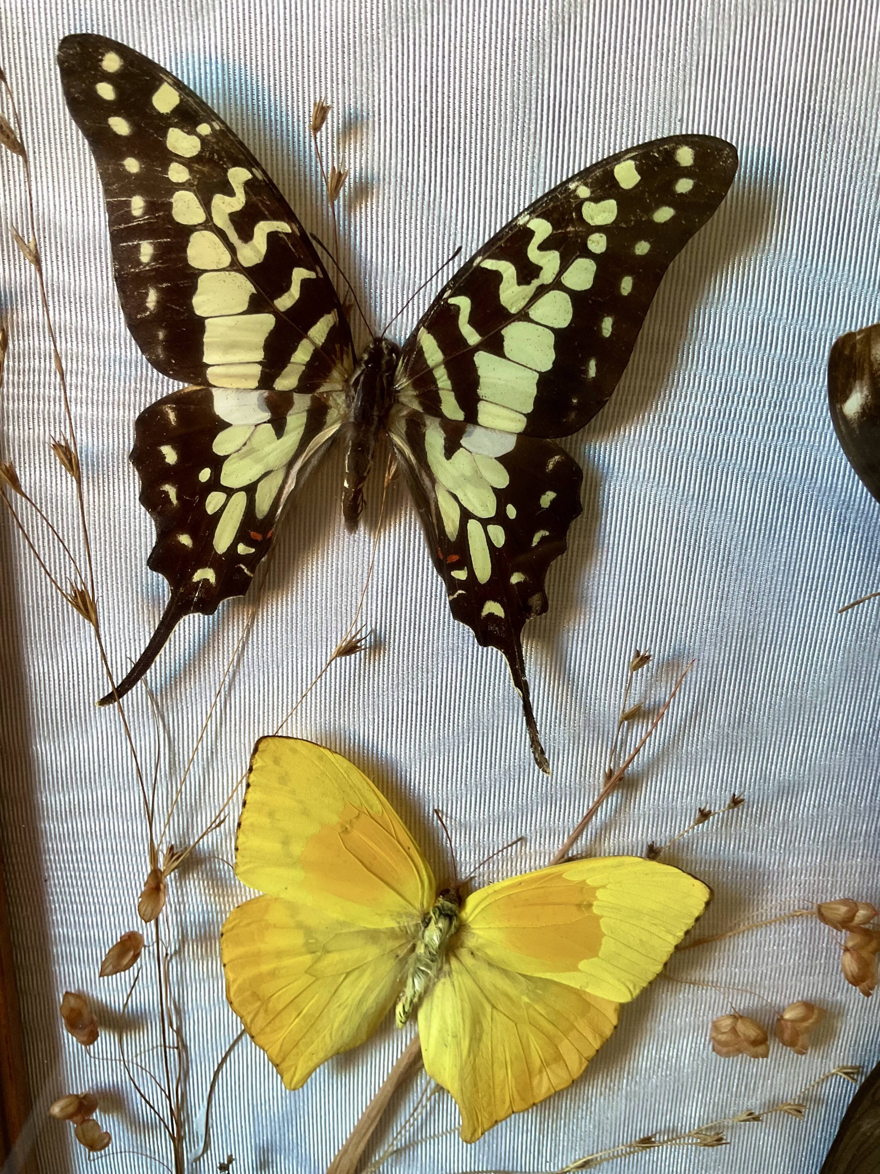Lot de deux cadres papillons vintage