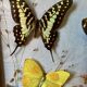 Lot de deux cadres papillons vintage