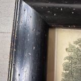 Old illustration in old black and gold frame