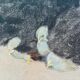 Black hen and her chicks, pastel on paper signed Hélène Rivière