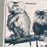 Mammals board