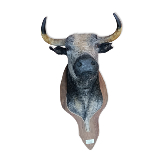 Rare bullfighting trophy, bull's head on wooden shield