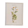 Chelidoine botanical plank