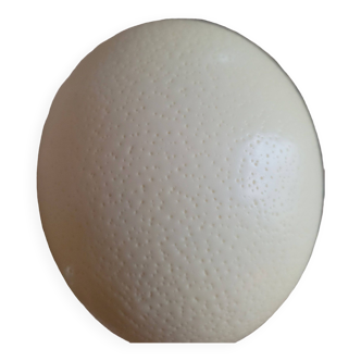 Empty ostrich egg with holder