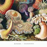 Poster about "sea anemones", based on an old lithograph