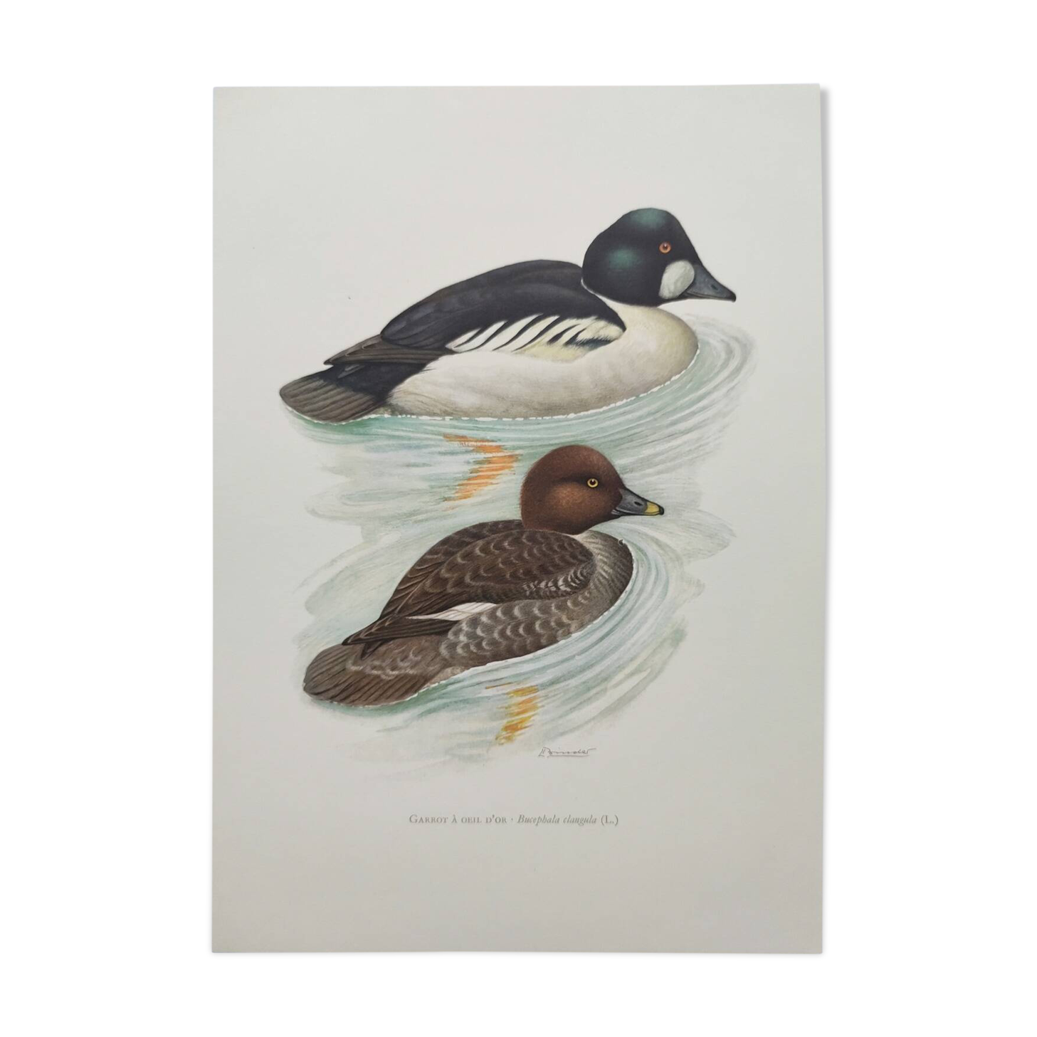 Ornithological board 60s - Goldeneye - Vintage bird illustration