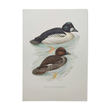 Ornithological board 60s - Goldeneye - Vintage bird illustration