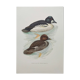 Ornithological board 60s - Goldeneye - Vintage bird illustration