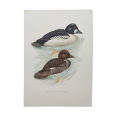 Ornithological board 60s - Goldeneye - Vintage bird illustration