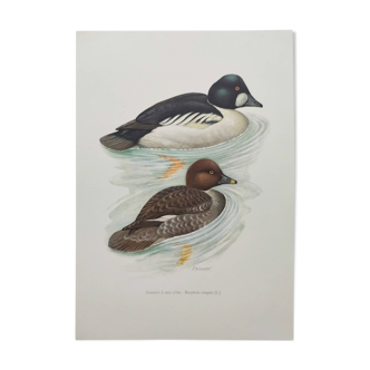 Ornithological board 60s - Goldeneye - Vintage bird illustration