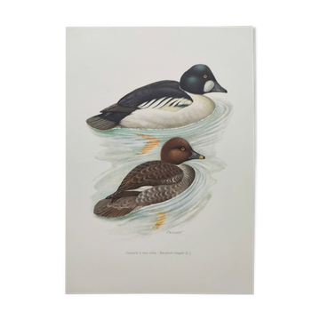 Planche ornithologique Années 60 - Garrot à Oeil d'Or - Illustration oiseaux  vintage