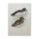 Ornithological board 60s - Goldeneye - Vintage bird illustration