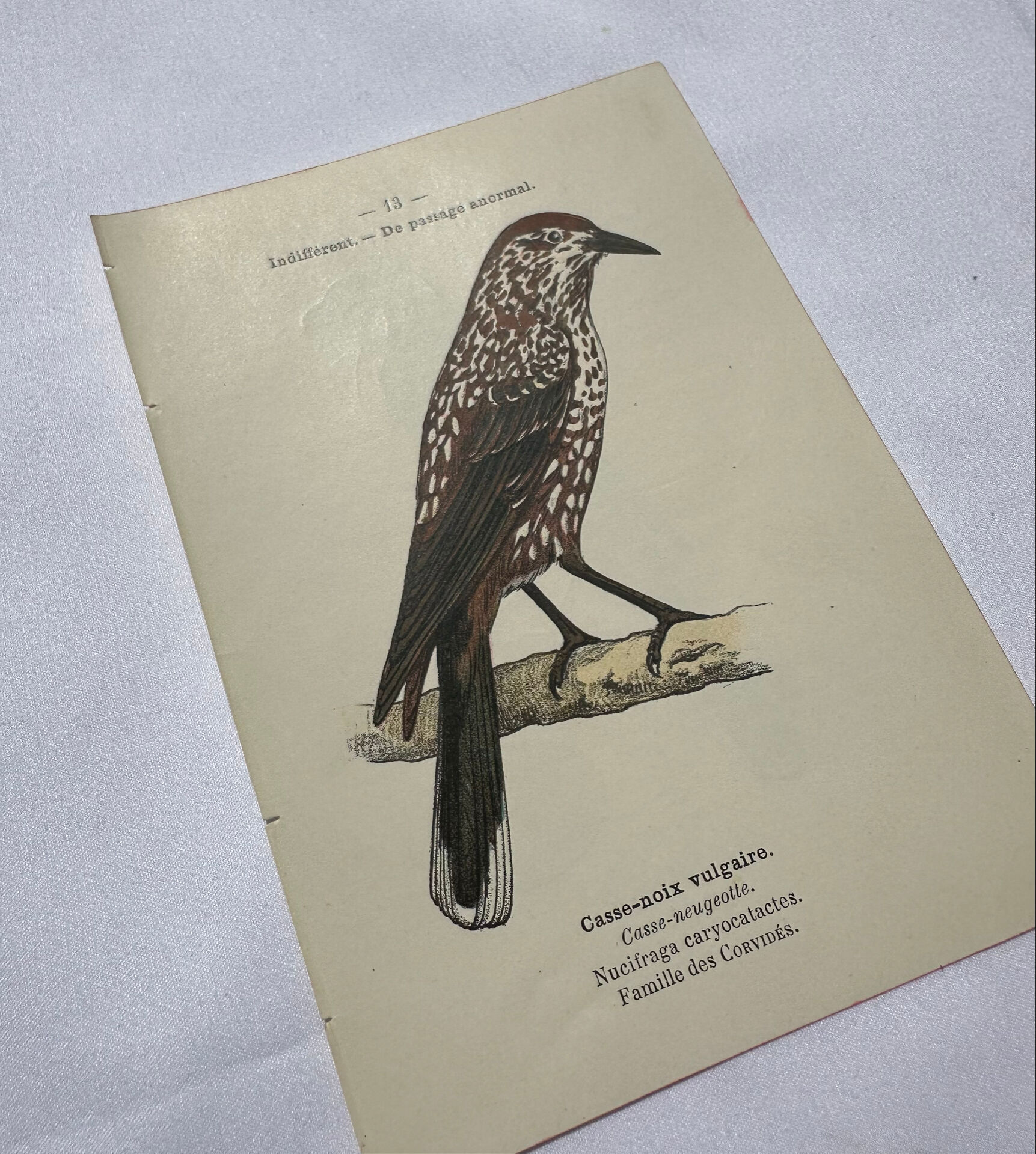 Planche Botanique Gravure oiseaux naturaliste  19eme recto verso  A