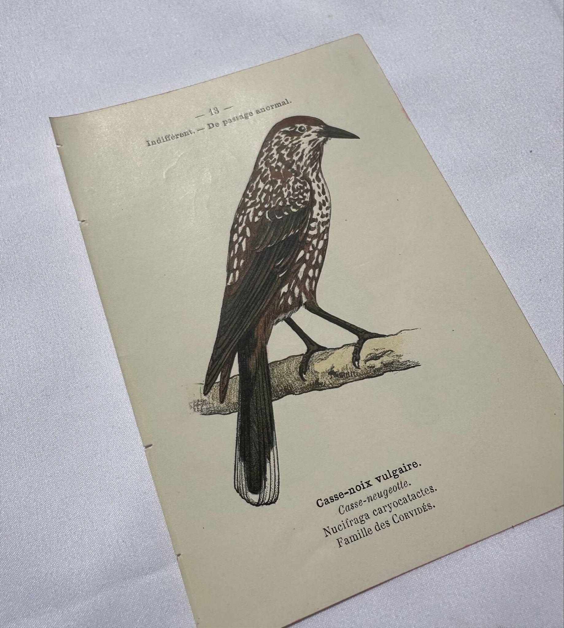 Botanical Plate Engraving of Birds, Naturalist, 19th Century, Double-sided A