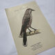 Planche Botanique Gravure oiseaux naturaliste  19eme recto verso  A