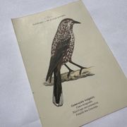Botanical Plate Engraving of Birds, Naturalist, 19th Century, Double-sided A