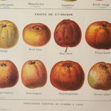 Gravure ancienne 1922, Pomme a cidre, variété, fruit • Lithographie, illustration originale