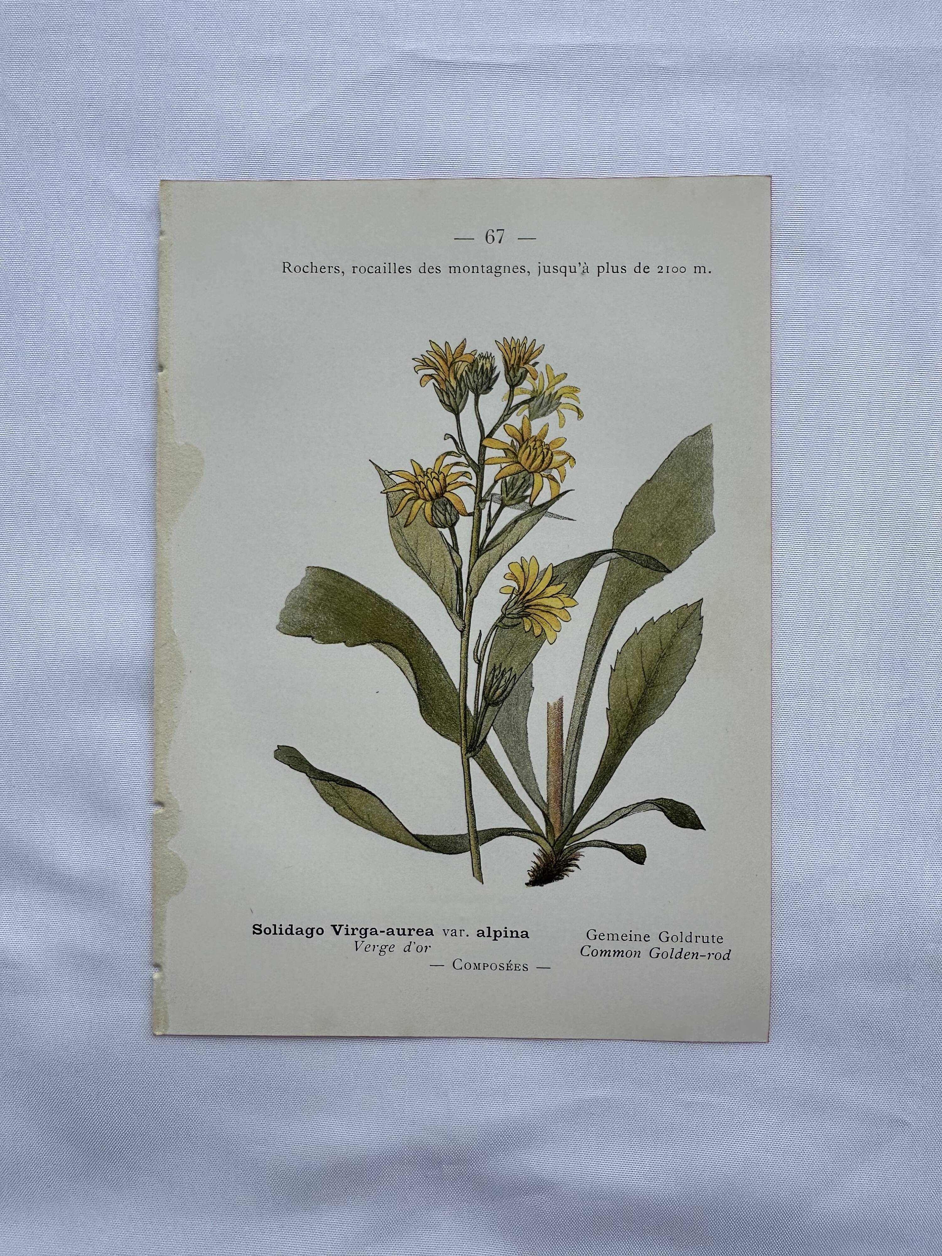 Old botanical engraving France double-sided
