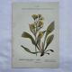 Old botanical engraving France double-sided