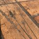 Herbarium coffee table P. Garnier