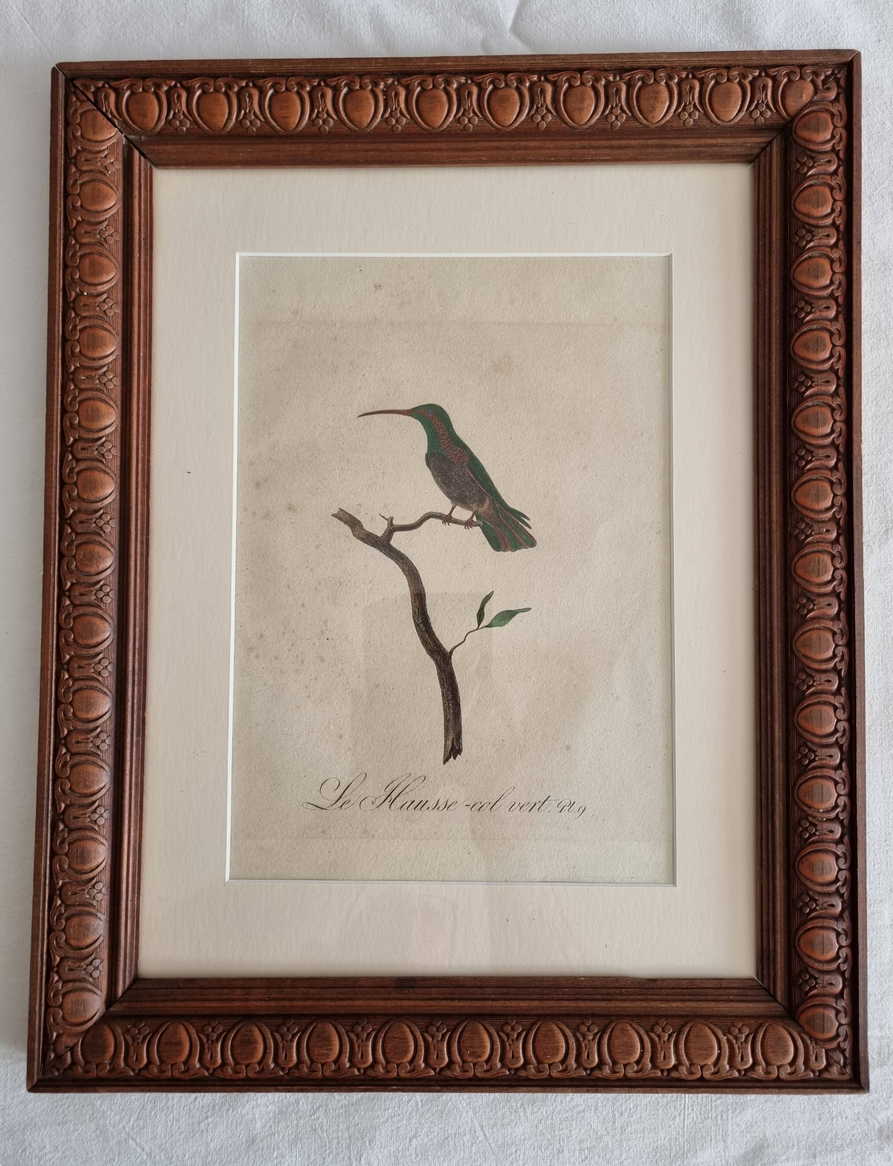 Ornithological engravings Audebert & Vieillot 1802 framed 50x40 cm