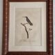 Ornithological engravings Audebert & Vieillot 1802 framed 50x40 cm