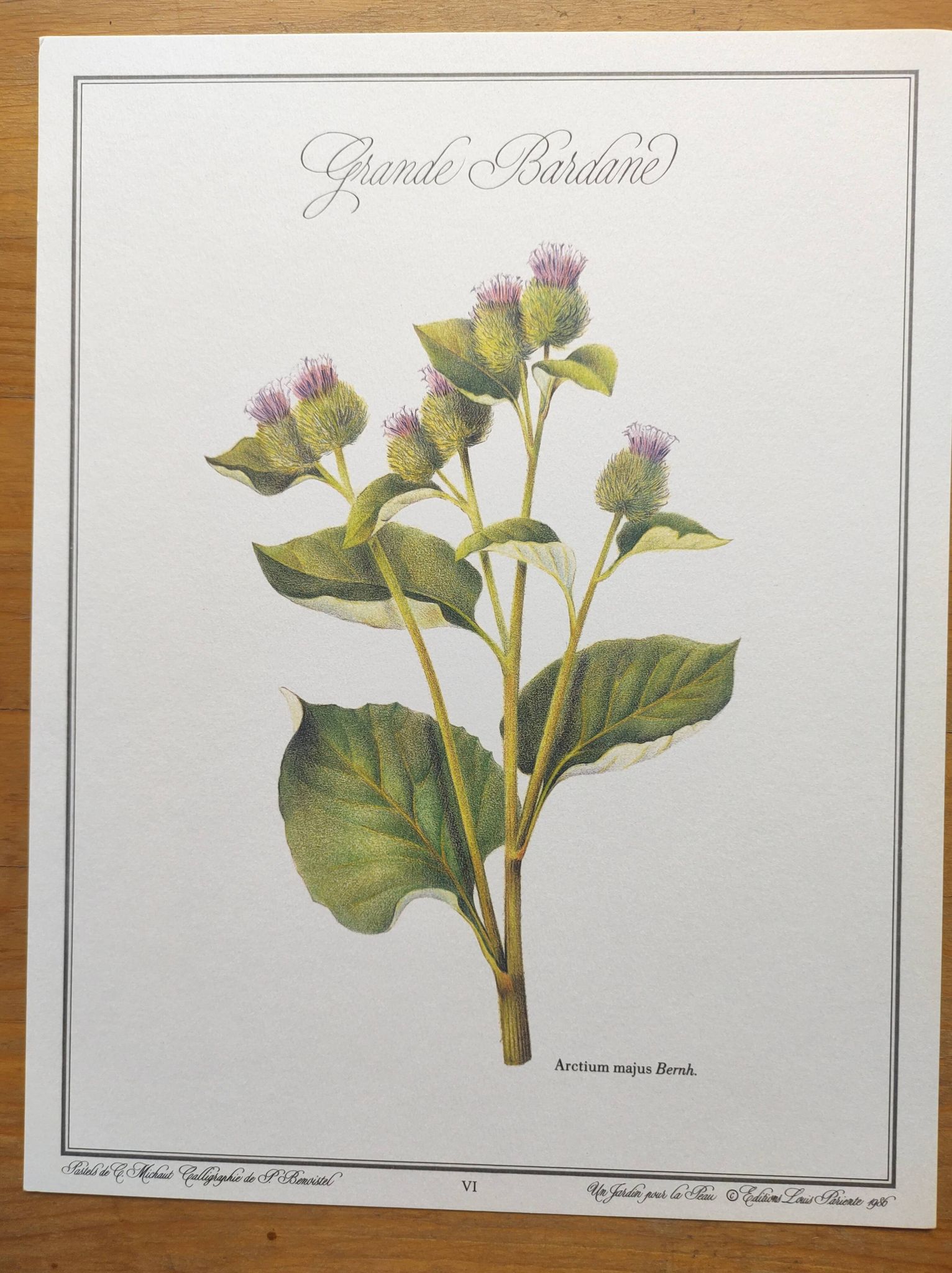 Botanical illustration -Great Burdock- Board of medicinal and wild plants
