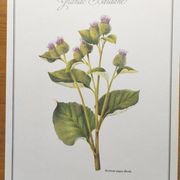 Botanical illustration -Great Burdock- Board of medicinal and wild plants