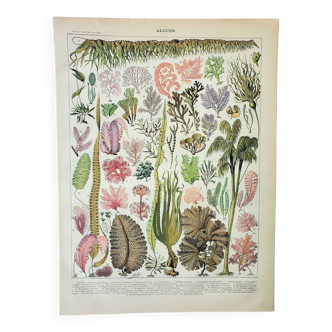 Gravure ancienne 1898, Algues, plante marine, flore • Lithographie, Planche originale