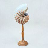 Tiger nautilus shell on a wooden stand, 19th century, Cabinet of curiosities