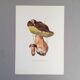 Botanical illustration "mushrooms", 1960s