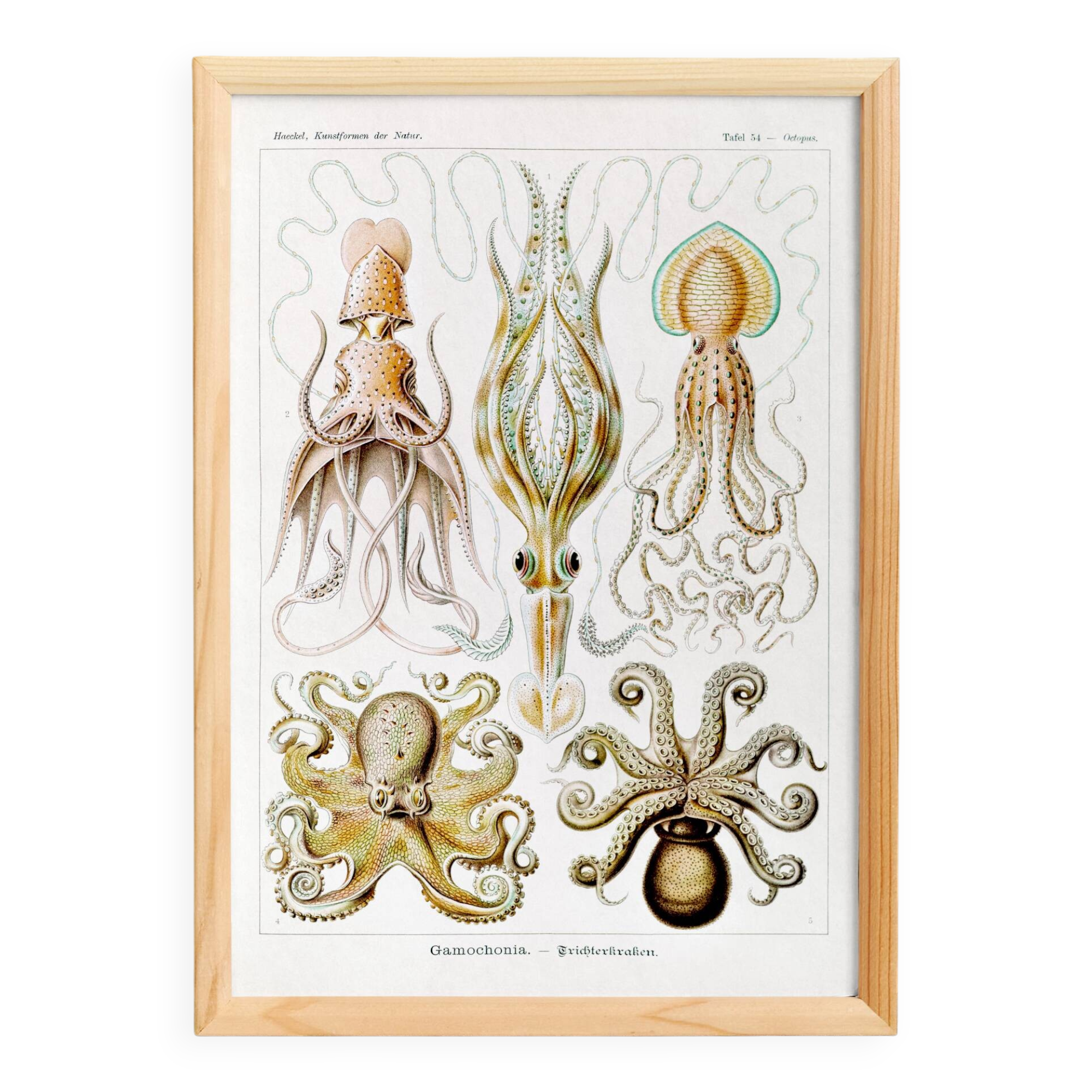 Poster about “octopuses”, based on an old lithograph from 1904.