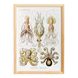 Poster about “octopuses”, based on an old lithograph from 1904.