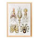 Poster about “octopuses”, based on an old lithograph from 1904.