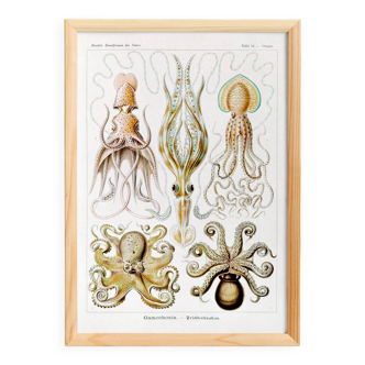Poster about “octopuses”, based on an old lithograph from 1904.