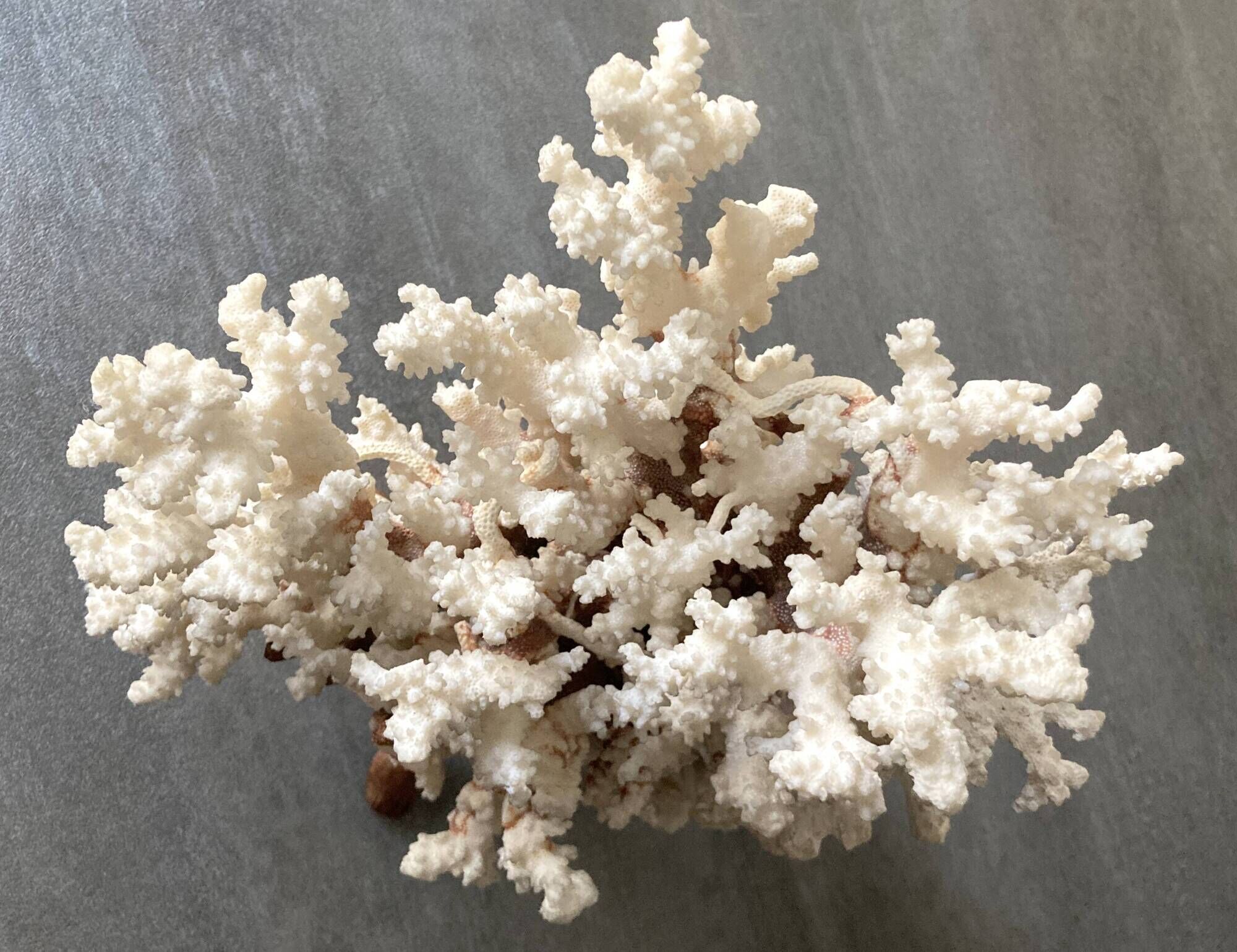 Corail blanc grand modèle 1960 sur bois sculpté