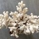 Corail blanc grand modèle 1960 sur bois sculpté