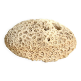 White coral