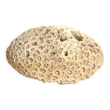 White coral