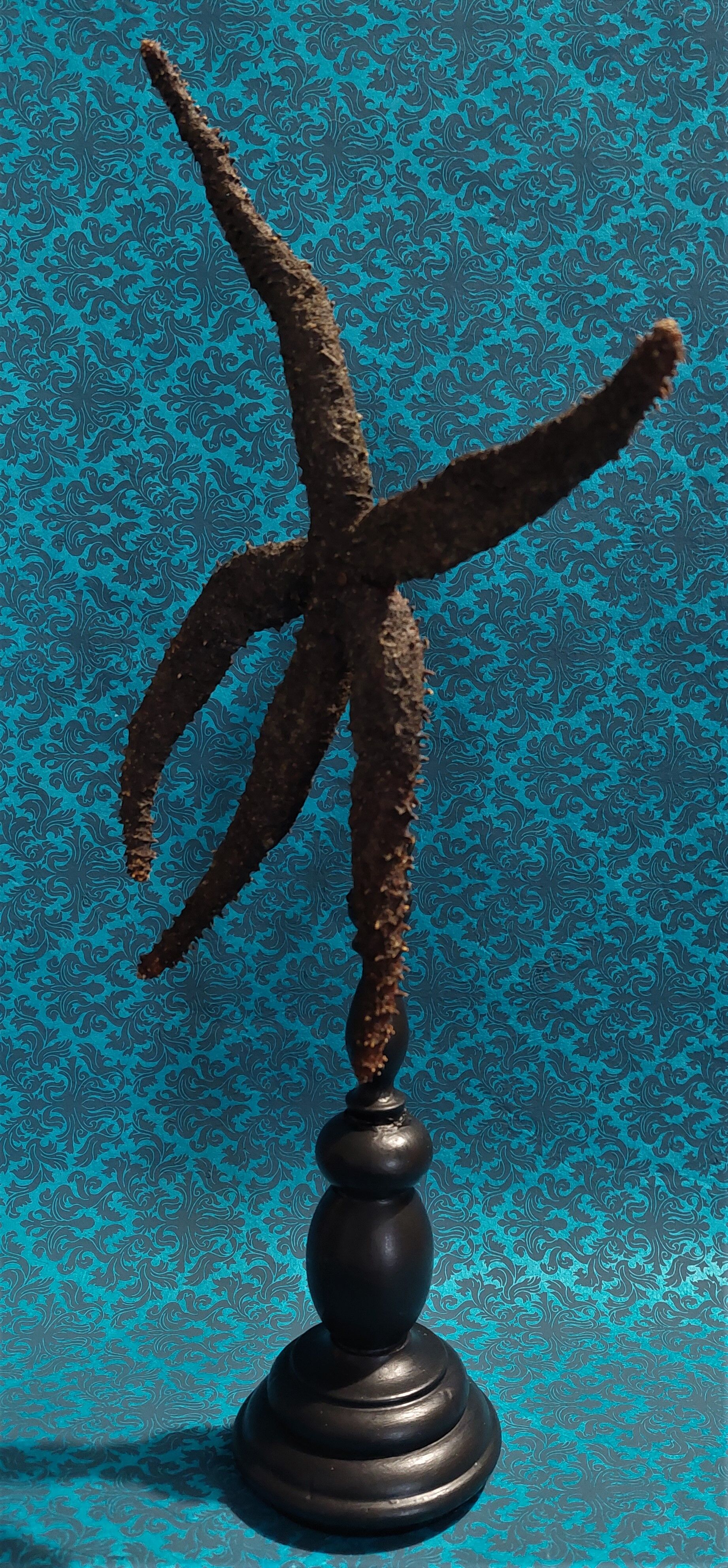 Cabinet de curiosités étoile de mer noire marthasterias glacialis sur socle