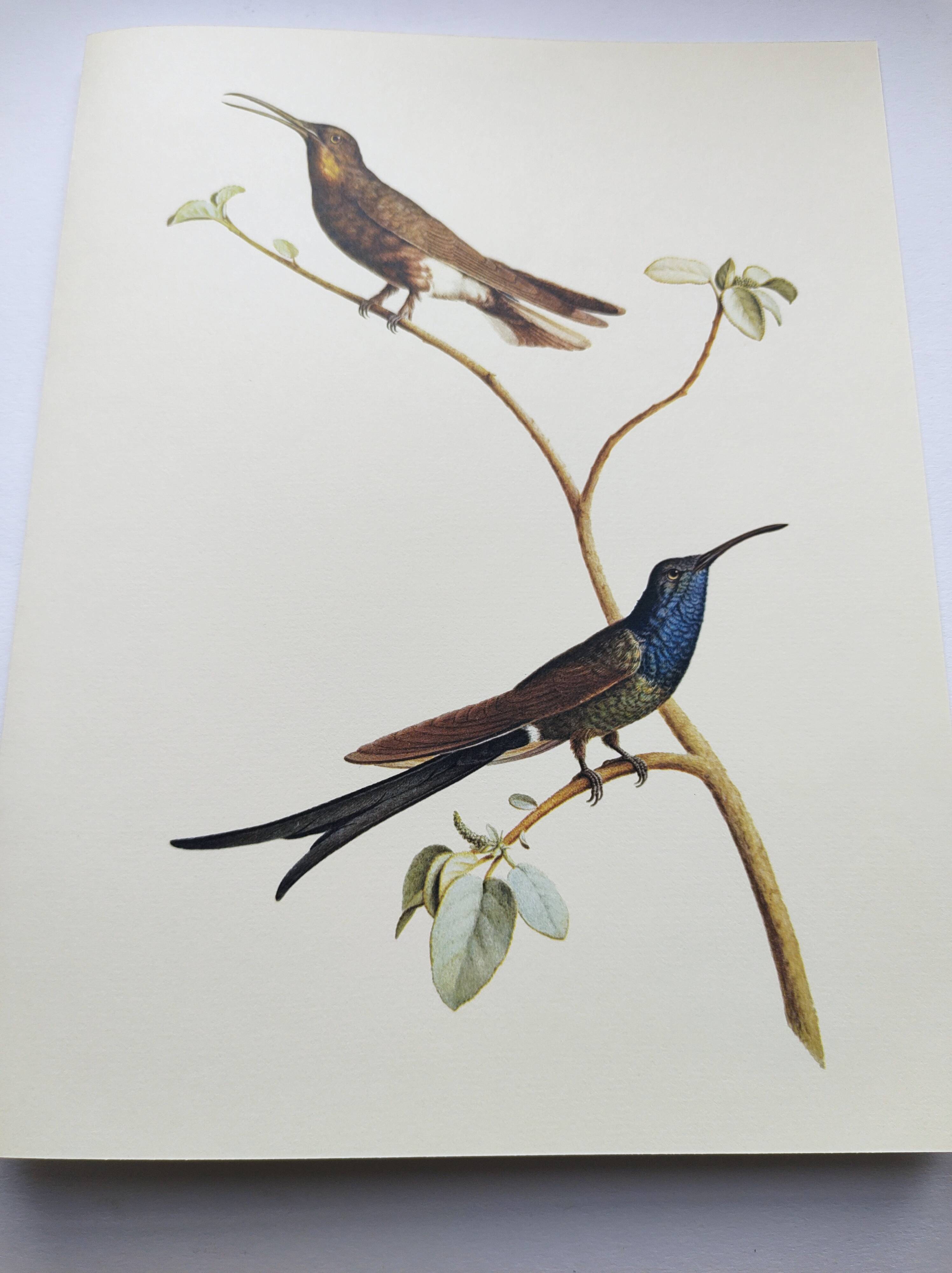 Old plate - Swallow-tailed Hummingbird - Zoological illustration of birds
