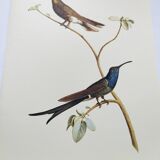 Illustration zoologique colibri à queue d'hirondelle