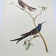 Old plate - Swallow-tailed Hummingbird - Zoological illustration of birds