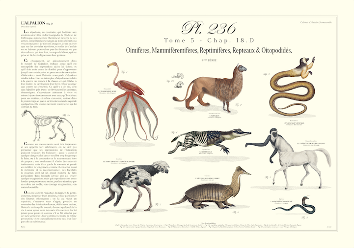 Chimera lithograph animal engraving - the maricoq