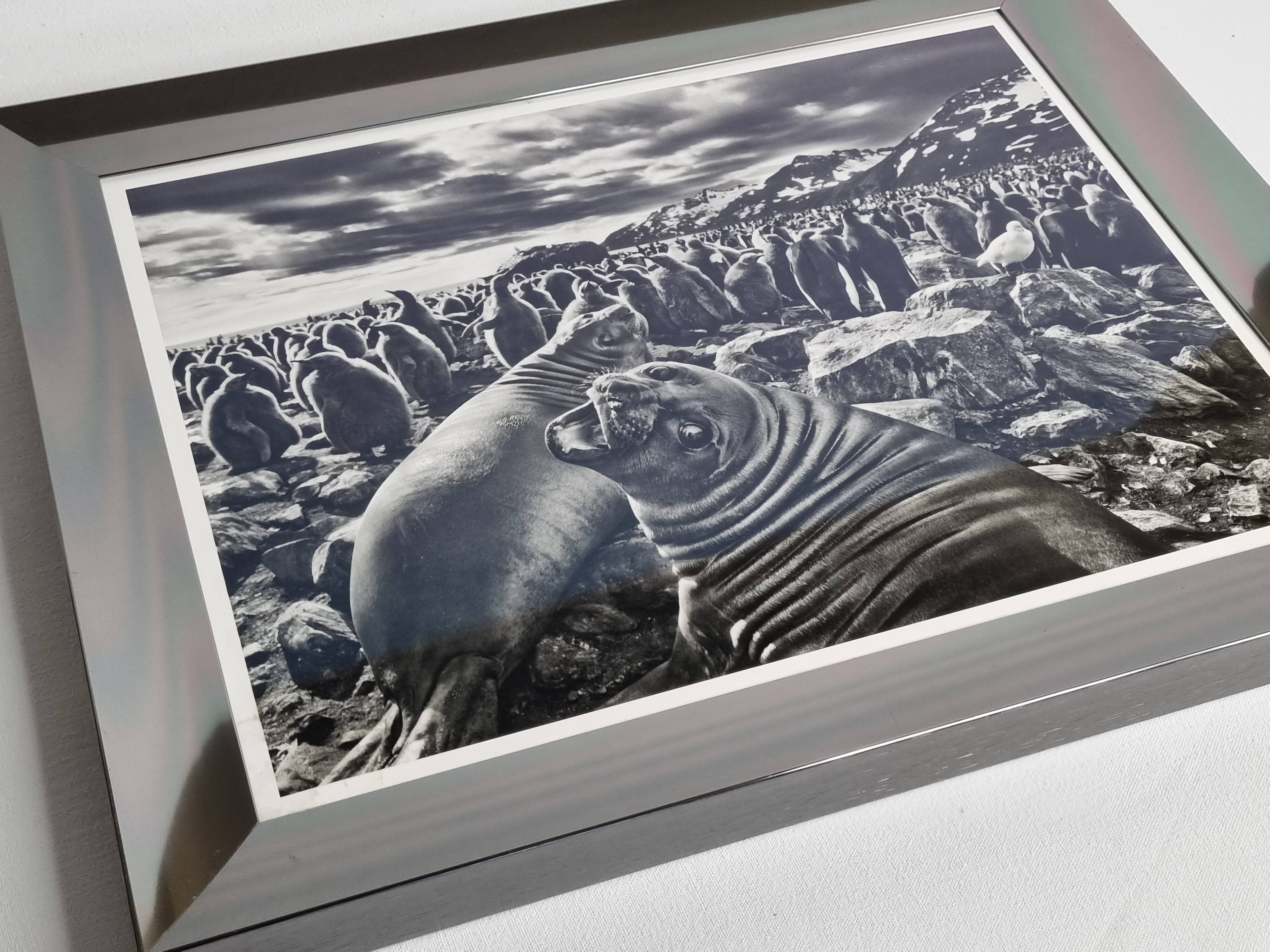 Offset edition in black and white "Genesis" after Sebastião Salgado, framed under glass, 30 x 38 cm