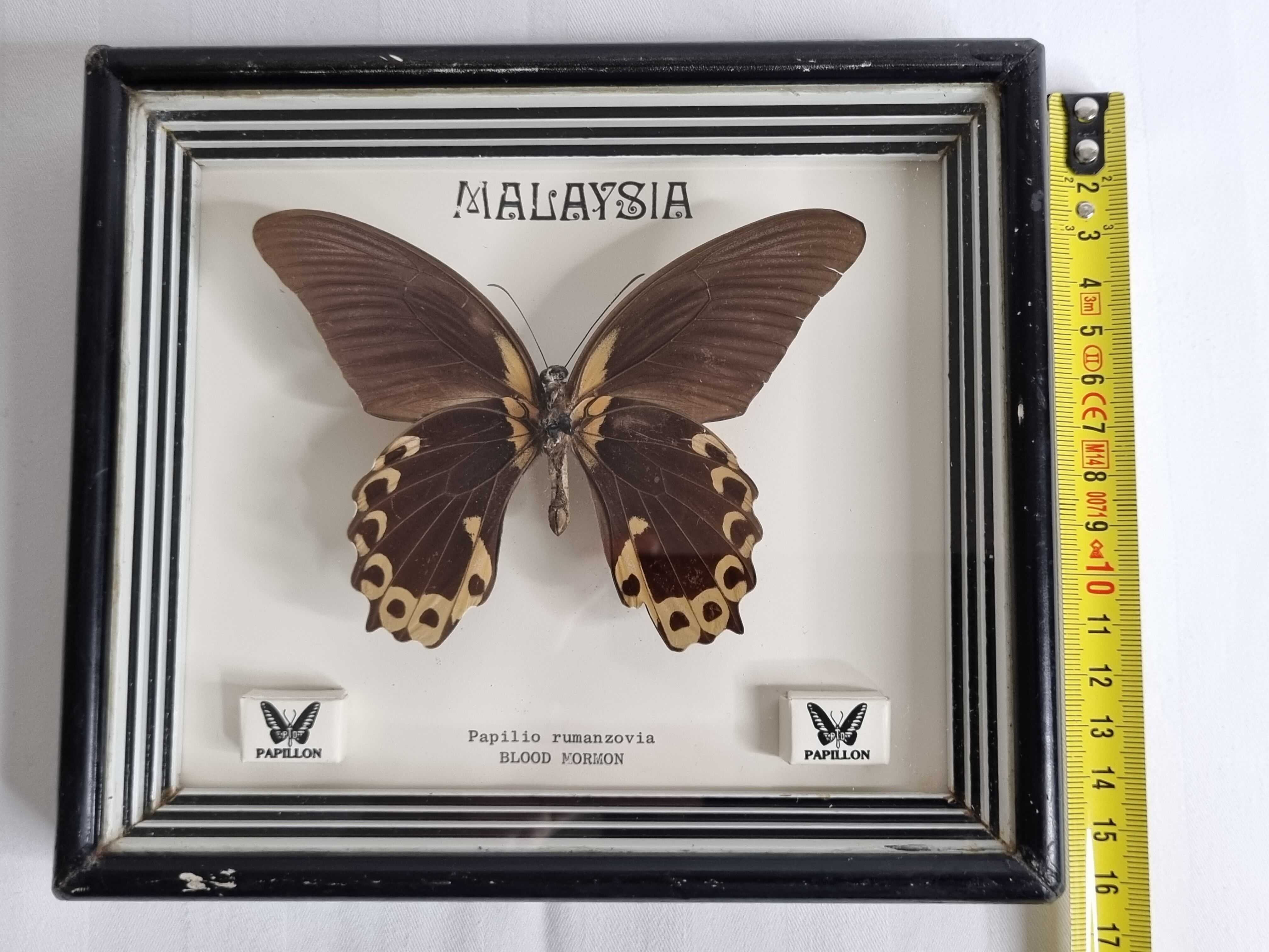 Vintage naturalized butterfly under frame, Papilio rumanzovia, 19 cm