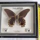 Vintage naturalized butterfly under frame, Papilio rumanzovia, 19 cm